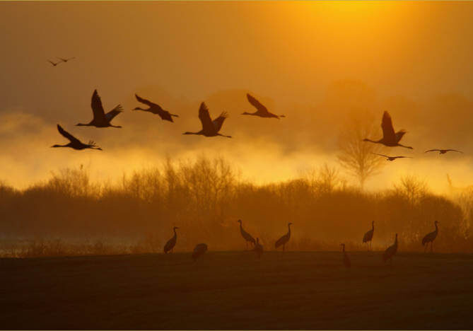 Tagesfahrten ab Berlin. Kraniche fliegen im Himmel bei Sonnenuntergang.