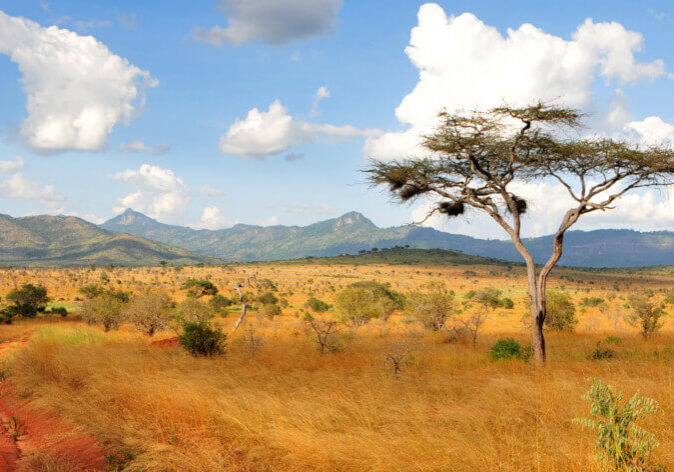 Reisen nach Afrika. Akazienbaum in der Savannenlandschaft der Taita Hills, Kenia, mit goldgelbem Gras, vereinzelten Büschen und Bergen im Hintergrund.