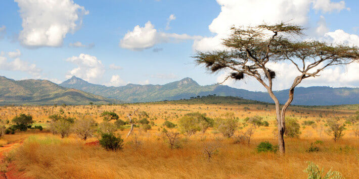 Reisen nach Afrika. Akazienbaum in der Savannenlandschaft der Taita Hills, Kenia, mit goldgelbem Gras, vereinzelten Büschen und Bergen im Hintergrund.