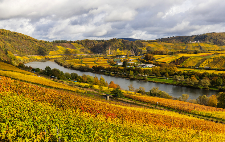 Vineyards along River Moselle in autumn colors, Germany, Europe.