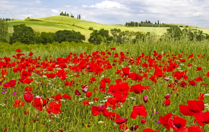 Mohnblüte, Toskana