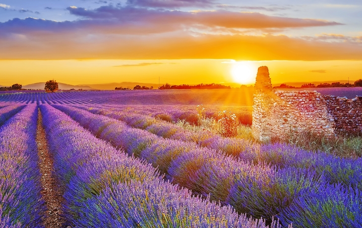 lila Lavendel in Valensole