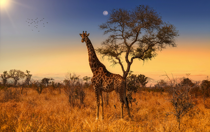 Krüger Nationalpark