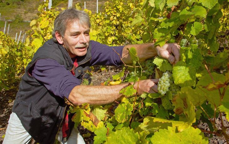 Mann bei der Traubenlese