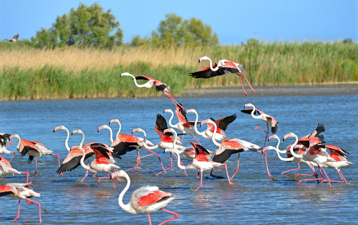 Flamingos, Camargue