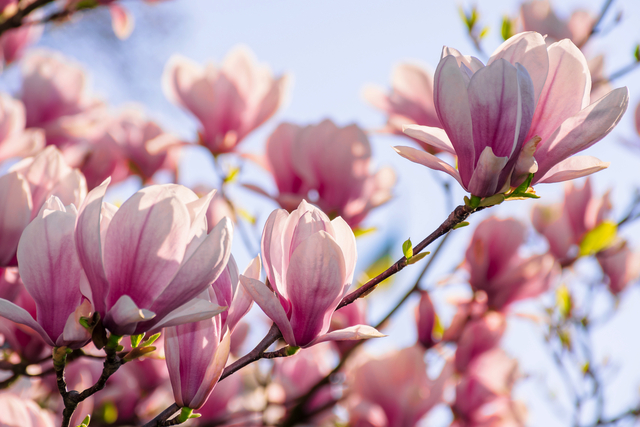 Magnolienblüte