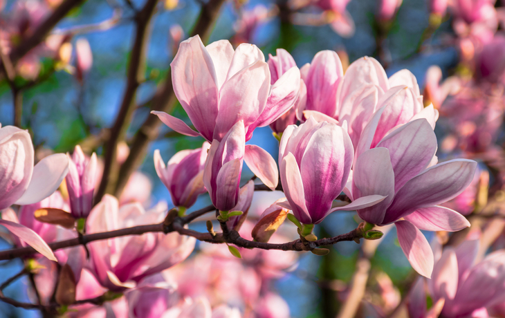 Magnolienblüte