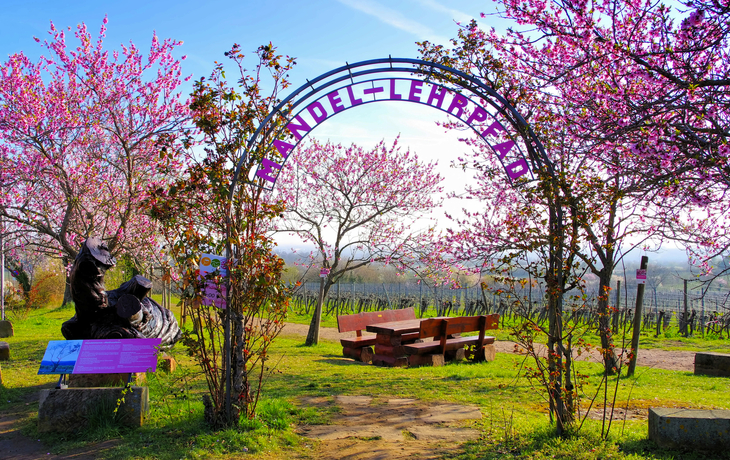 Mandelblüte bei Gimmeldingen