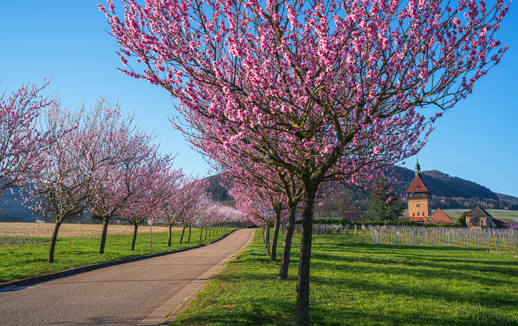 Mandelblüte in der Pfalz