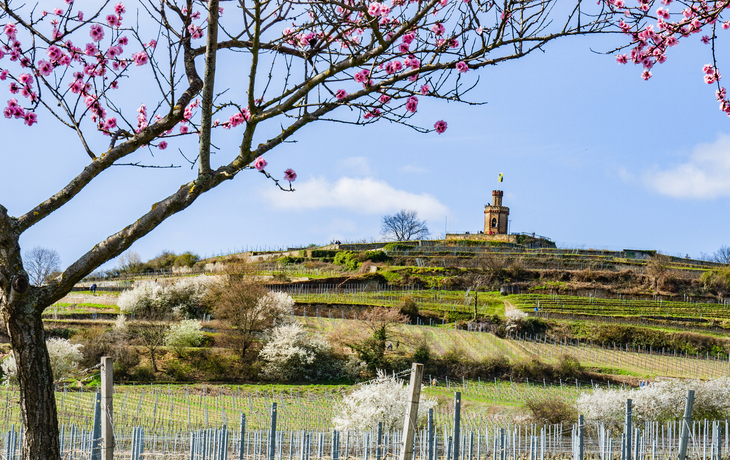 blühende Mandelbäume in Rheinland-Pfalz an der Deutschen Weinstraße