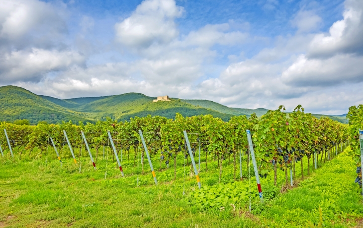 Hambacher Schloss an der Deutschen Weinstrasse