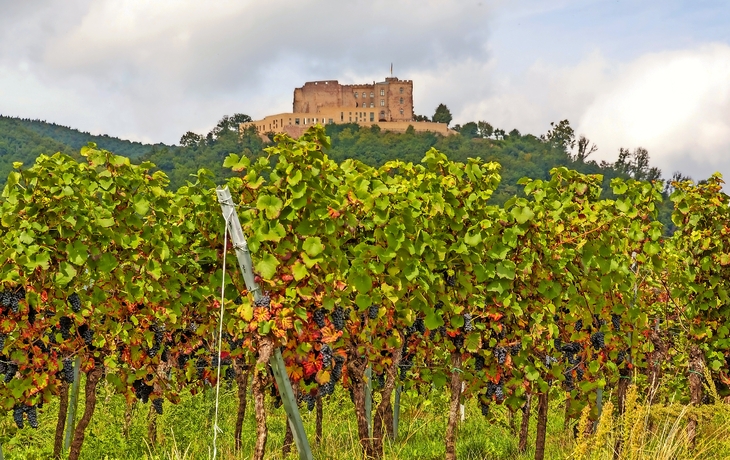Hambacher Schloss an der Deutschen Weinstrasse