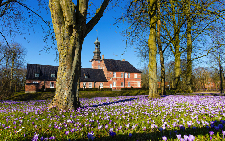 Husum, Krokusblüte