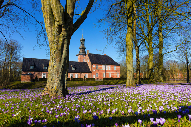 Husum, Krokusblüte