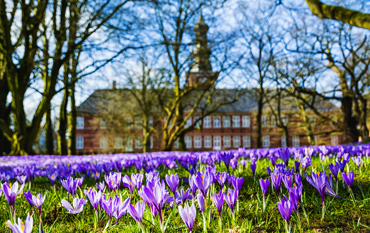 Krokusblüte in Husum