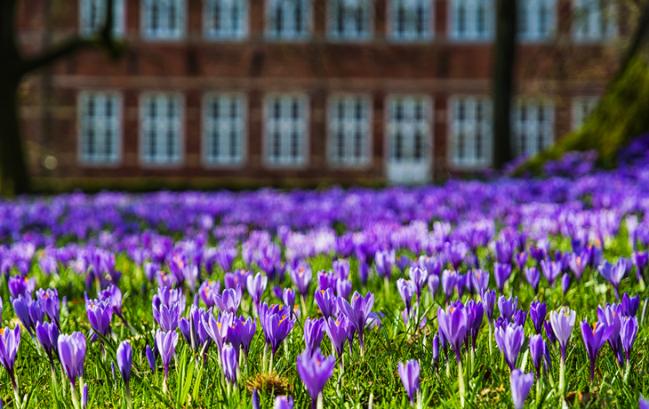 Krokusblüte in Husum