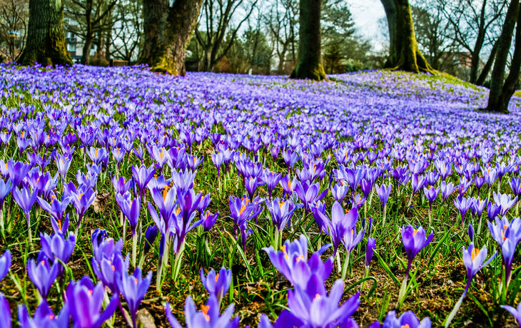 Krokusblüte in Husum