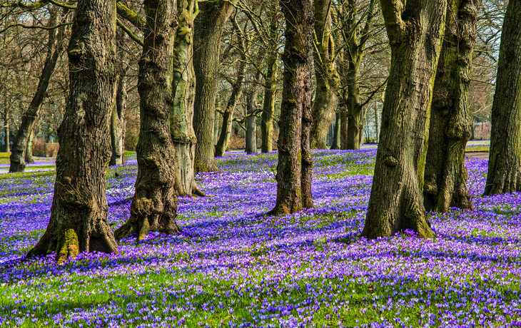 Krokusblüte in Husum