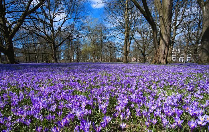 Husum, Schlosspark mit Krokusblüte