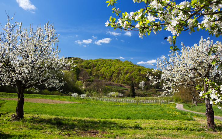 Kirschblüte am Kaiserstuhl