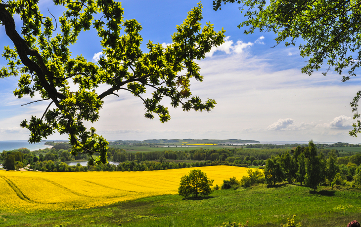 Rapsblüte in Göhren auf Rügen, Blick zum Südstrand und den Z