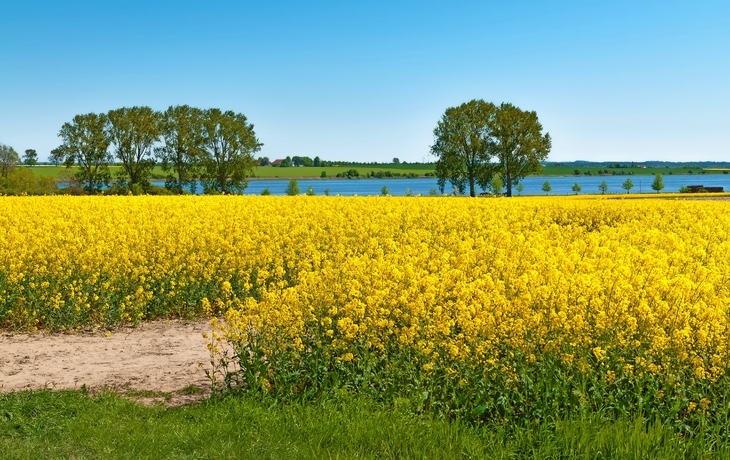 Rapsblüte