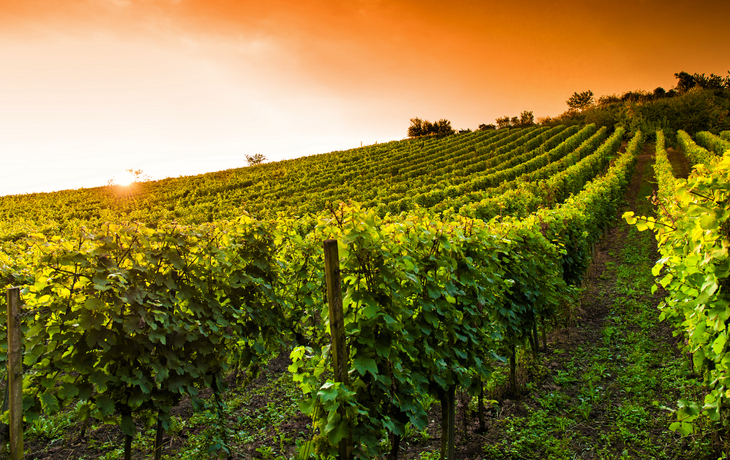 Weingut an der Deutschen Weinstraße
