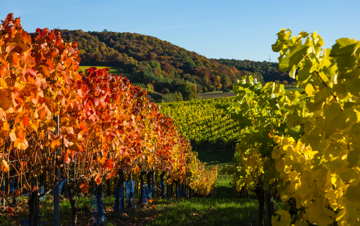 Herbstliche Weinberge