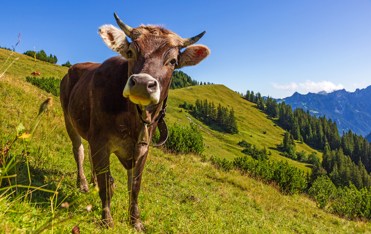 Kuh in den Alpen
