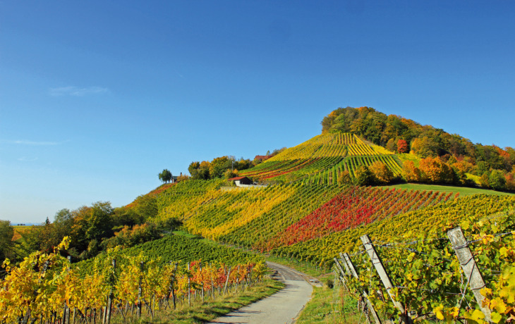 Weinberge