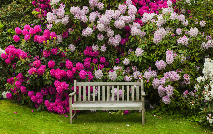 Bank vor Rhododendron