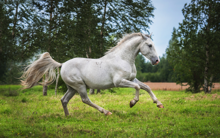 Lipizzaner