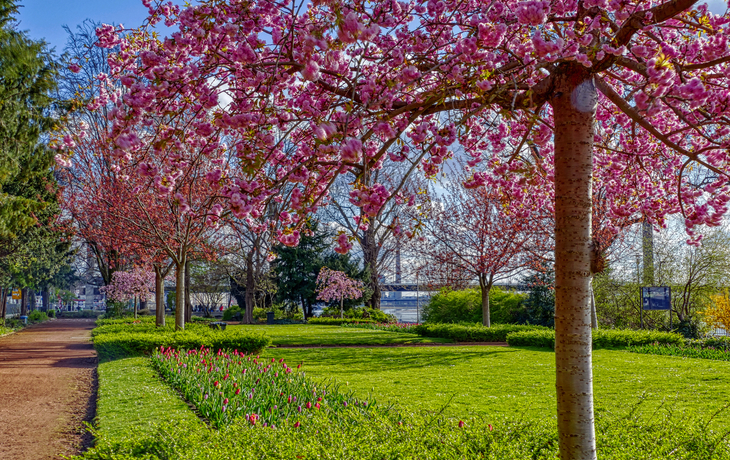 Kirschblüte am Rhein