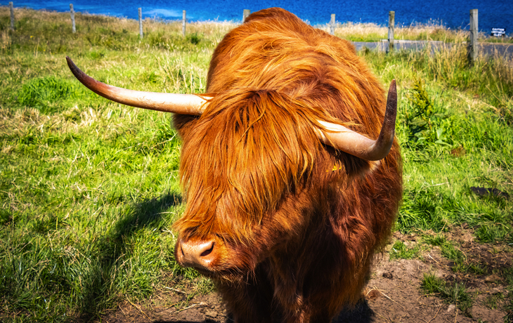 Schottisches Hochlandrind