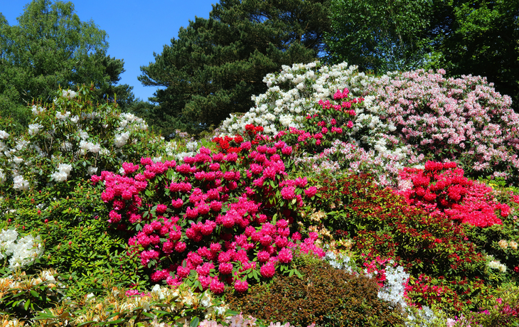 Rhododendron