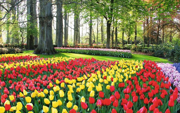 Keukenhof
