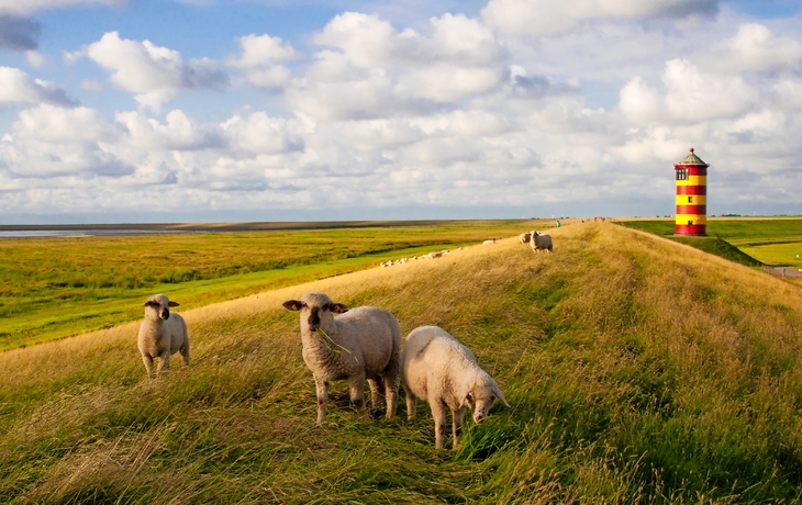 Schafe am Pilsumer Leuchtturm