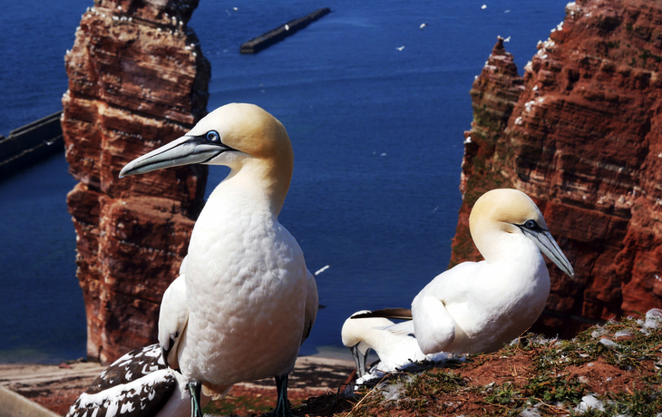 Basstölpel auf Helgoland