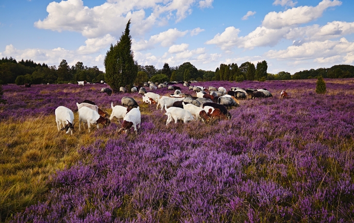 Lüneburger Heide