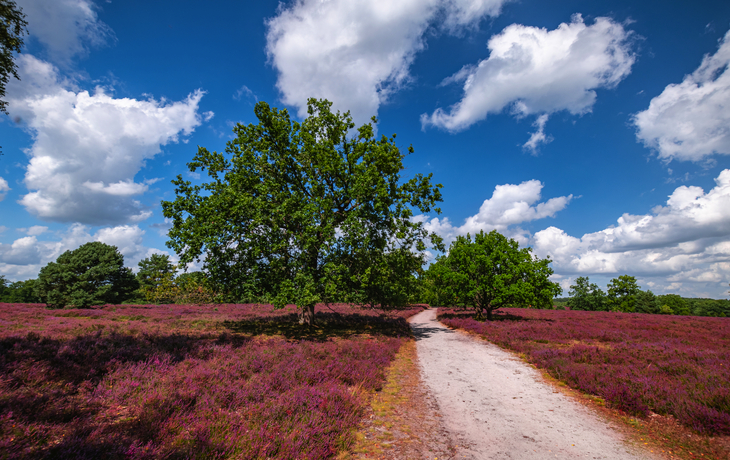 Lüneburger Heide