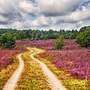 Lüneburger Heide