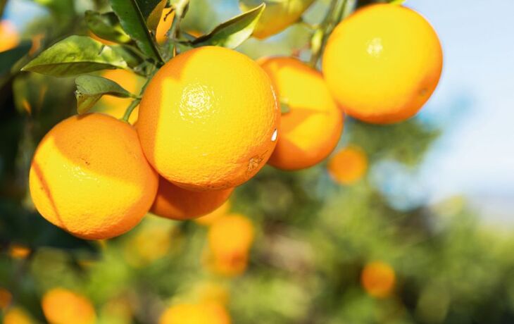 Valencia orange trees