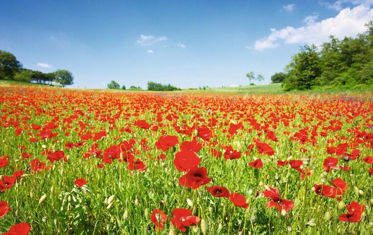 Mohnblumenwiese in der Toskana