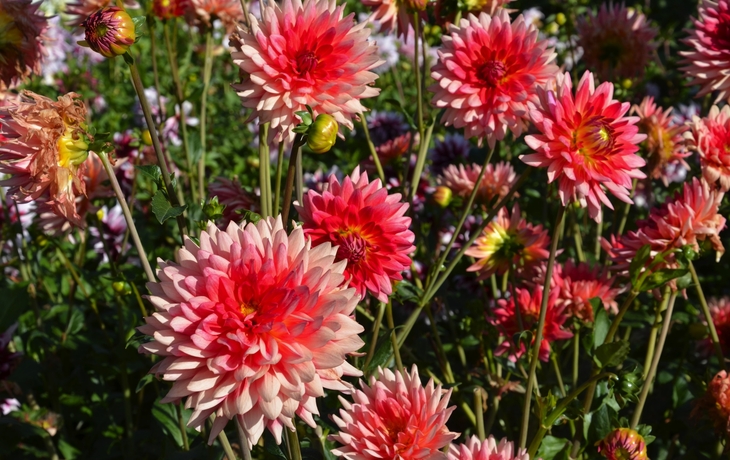 Viele Dahlien blühen im Garten orange  - Dahlia