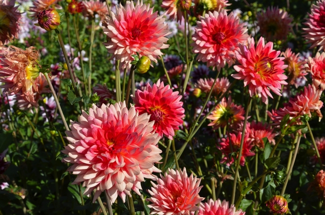 Viele Dahlien blühen im Garten orange  - Dahlia