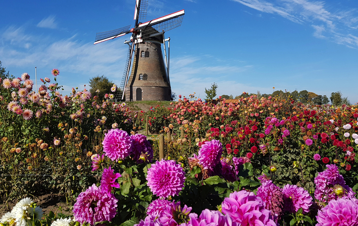 Dahlienblüten und Windmühle in Holland