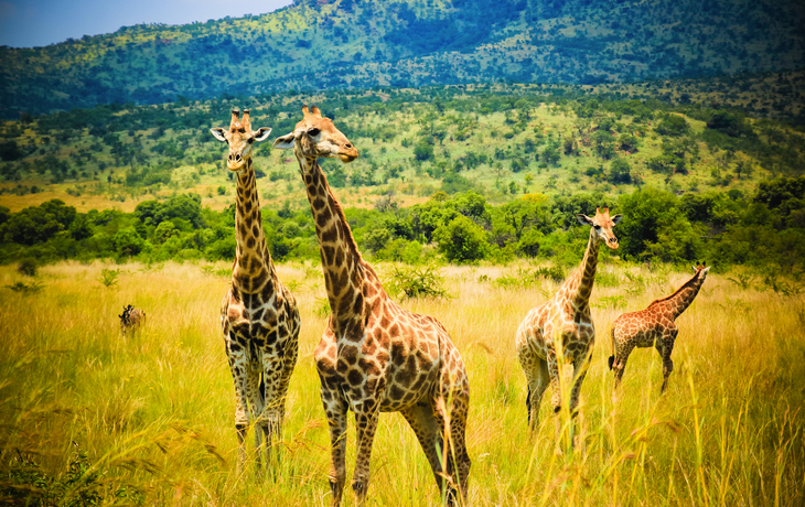 Krüger Nationalpark