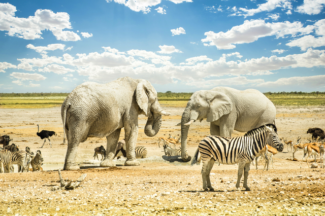 Etosha Nationalpark