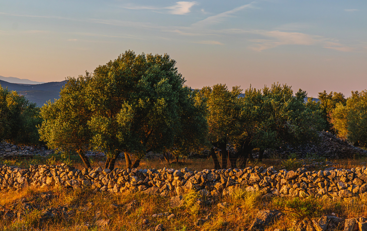 Olivenhaine auf Krk
