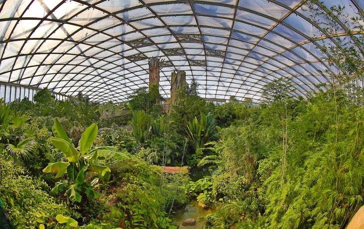 Zoo Leipzig: Gondwanaland Panoramaaufnahme mit Baumriesen